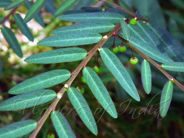 Phyllanthus simplex Seed Under Leaf